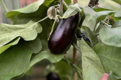 Aubergine