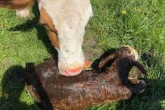 Kuh_kalb