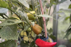 chilli
