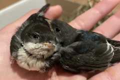 voglis